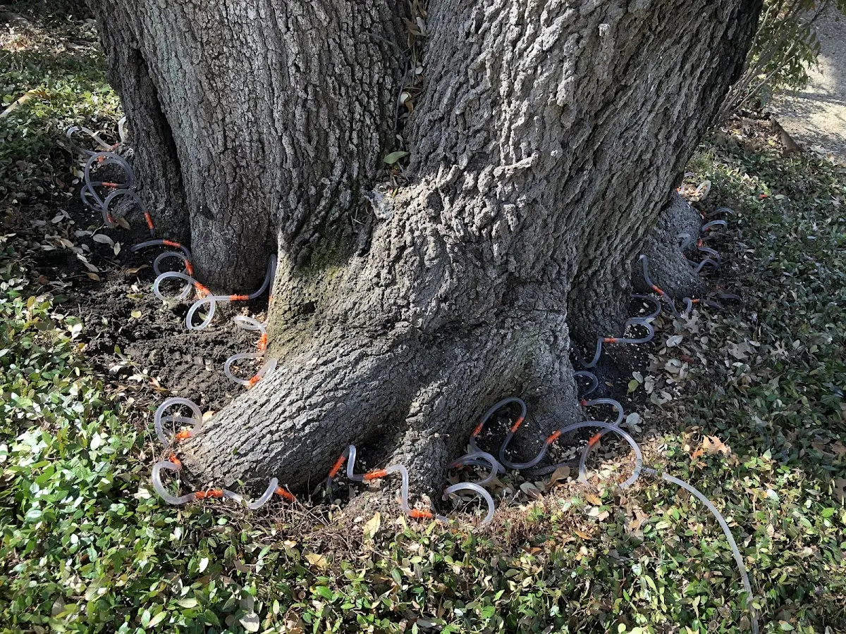 Detailed Tree Cabling and Bracing job site in Shungnak