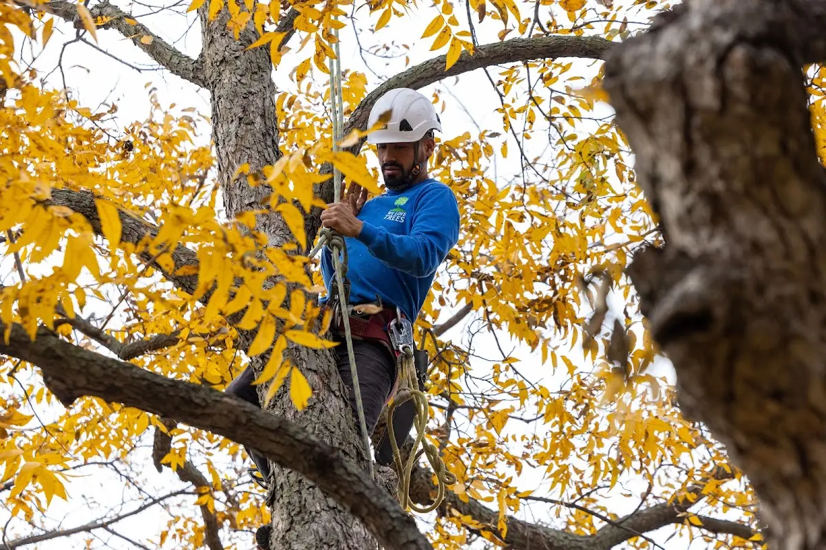 Skilled Tree Pruning crew working in Shungnak