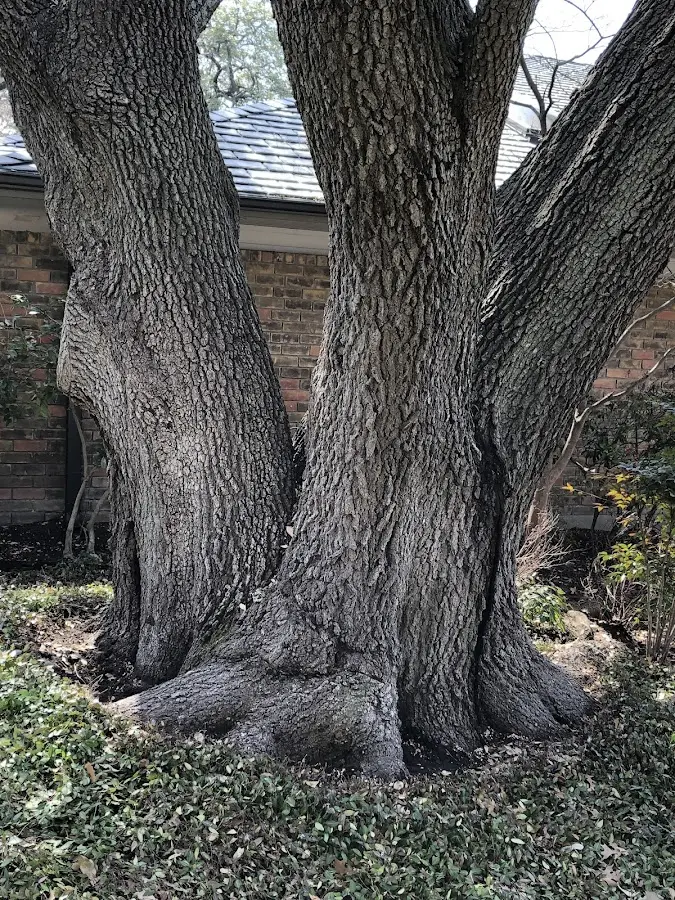 Mature heritage tree close to a Shungnak property cared for by certified arborists
